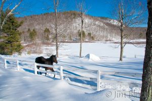 32  DD575B-Bog-Mountain-and-horse.jpg
